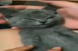 Funny | Funny video status dawonload