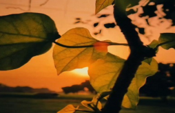 Shayari | New Love shayari video status